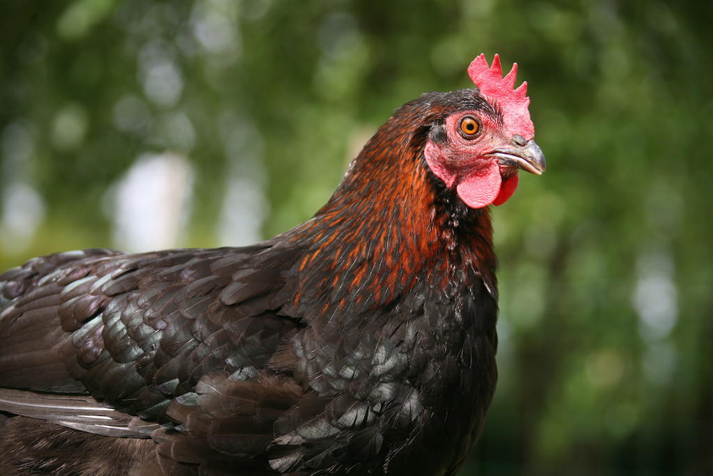 Gite De La Ferme Des Crins Blancs Villa Hazebroek Kamer foto