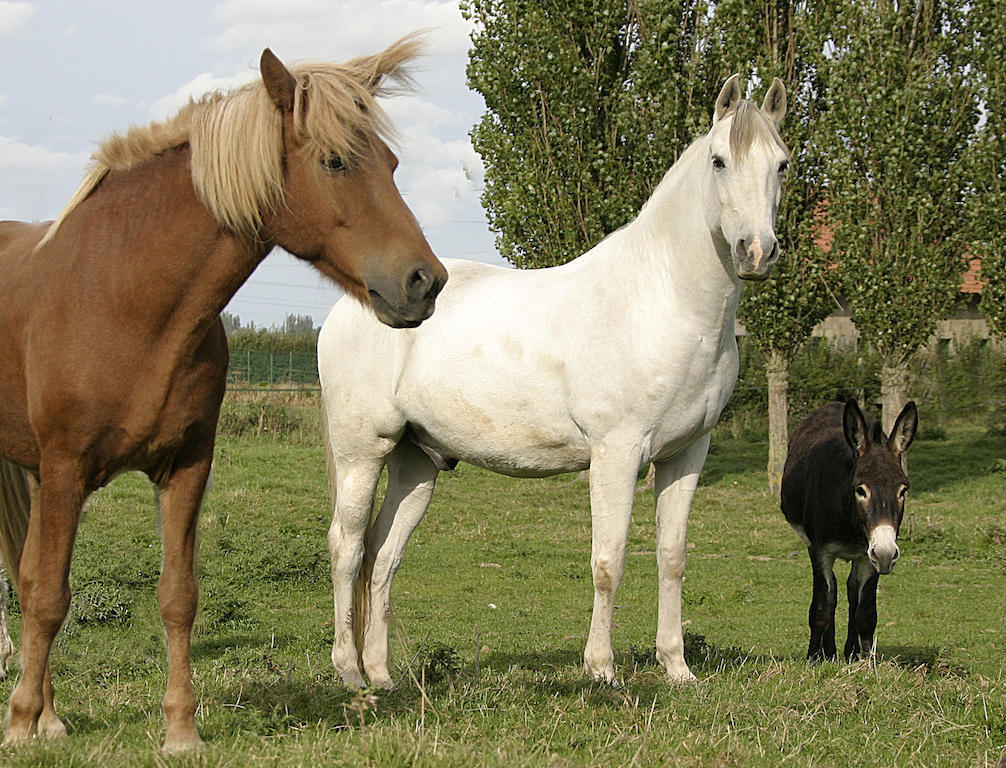 Gite De La Ferme Des Crins Blancs Villa Hazebroek Kamer foto