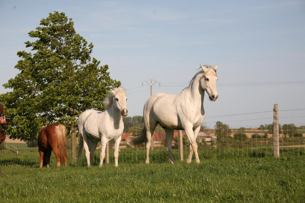 Gite De La Ferme Des Crins Blancs Villa Hazebroek Buitenkant foto