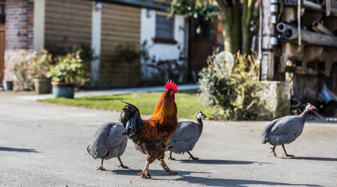 Gite De La Ferme Des Crins Blancs Villa Hazebroek Buitenkant foto