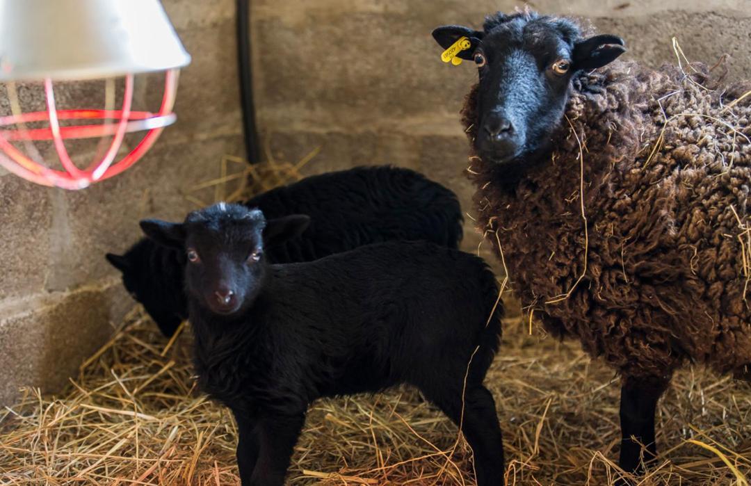 Gite De La Ferme Des Crins Blancs Villa Hazebroek Buitenkant foto